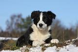 BORDER COLLIE 1044